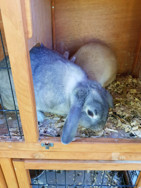 rabbits free to a good home